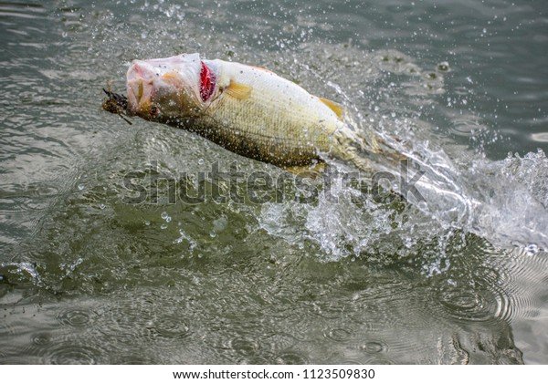 Image: Großes Glück bei Big Bass Splash - Eine Slot Maschine mit großem Potenzial