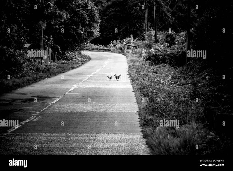 A look at jugar chicken road