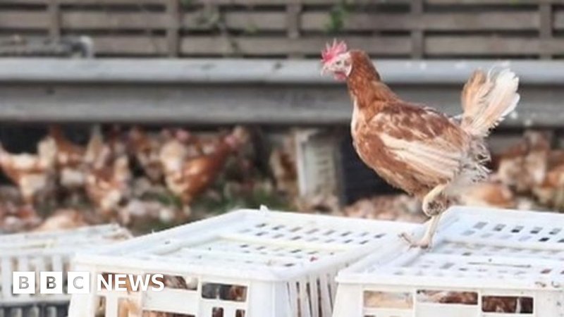 Ontdek het Avontuur van Chicken Road Casino in Nederland Ontdek het Avontuur van Chicken Road Casino in Nederland