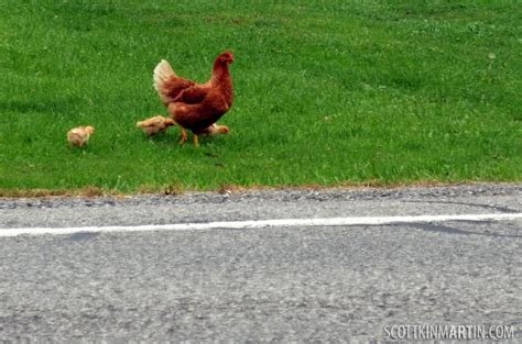 Descubre las emocionantes aventuras de la carretera de pollo en España