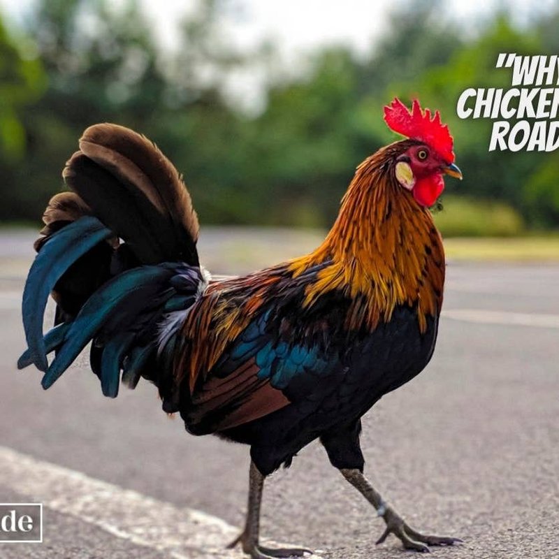 Jocul Chicken Road: Unul dintre cele mai populare sloturi din România